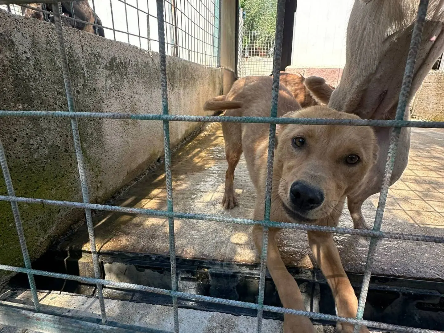Adozione cane, femmina, Razza sconosciuta Razza sconosciuta, 1 anno e 2 mesi, taglia media contenuta, Avellino