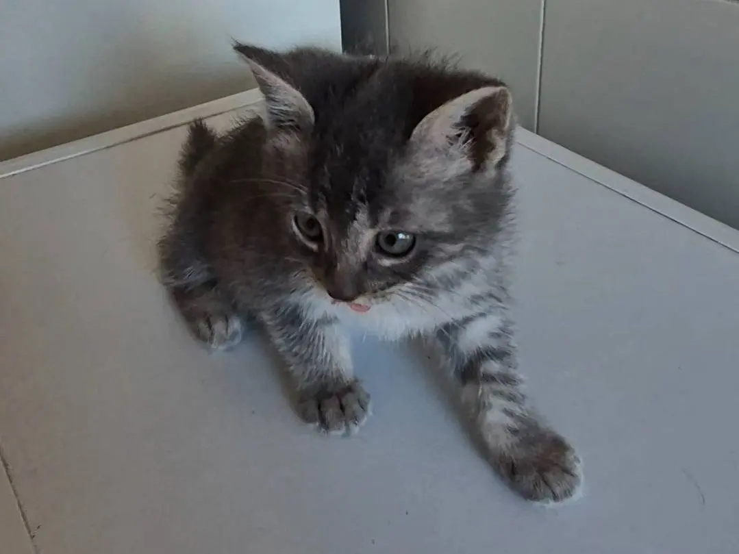 Adotta un gatto, taglia non valida, femmina, Potenza