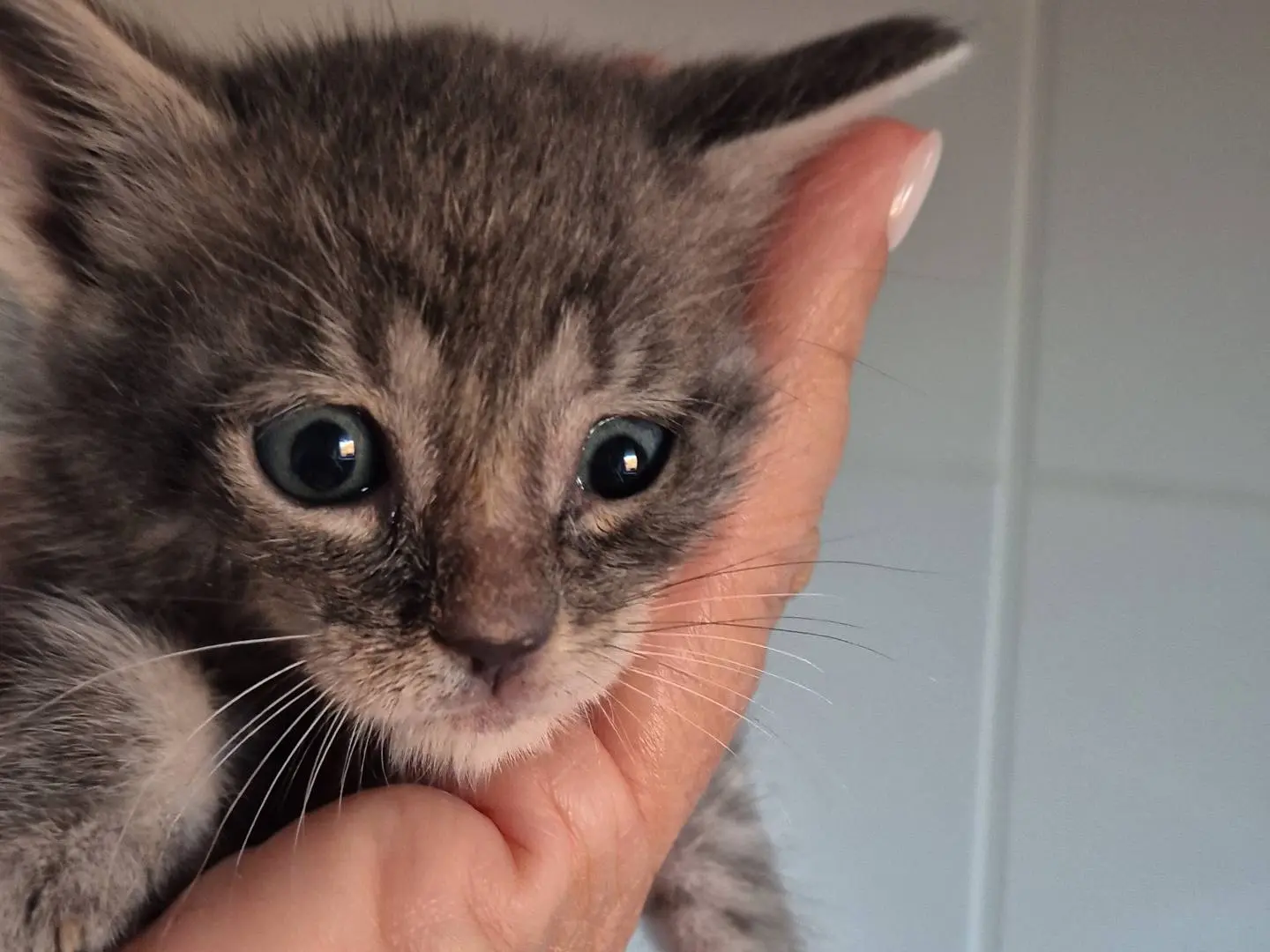 Adotta un gatto, femmina, 2 mesi, Potenza