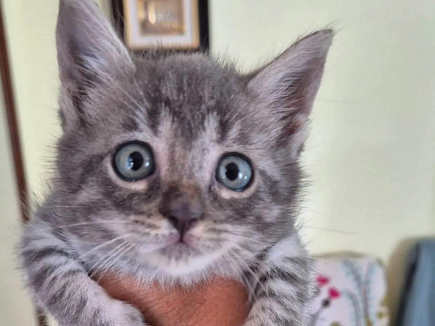 Adozione gatto, femmina, Razza sconosciuta Razza sconosciuta, 2 mesi, taglia non valida, Potenza