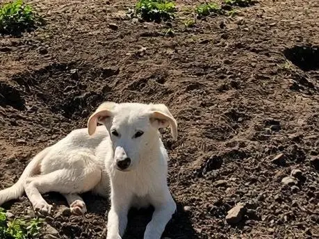 Foto 2 dell'animale