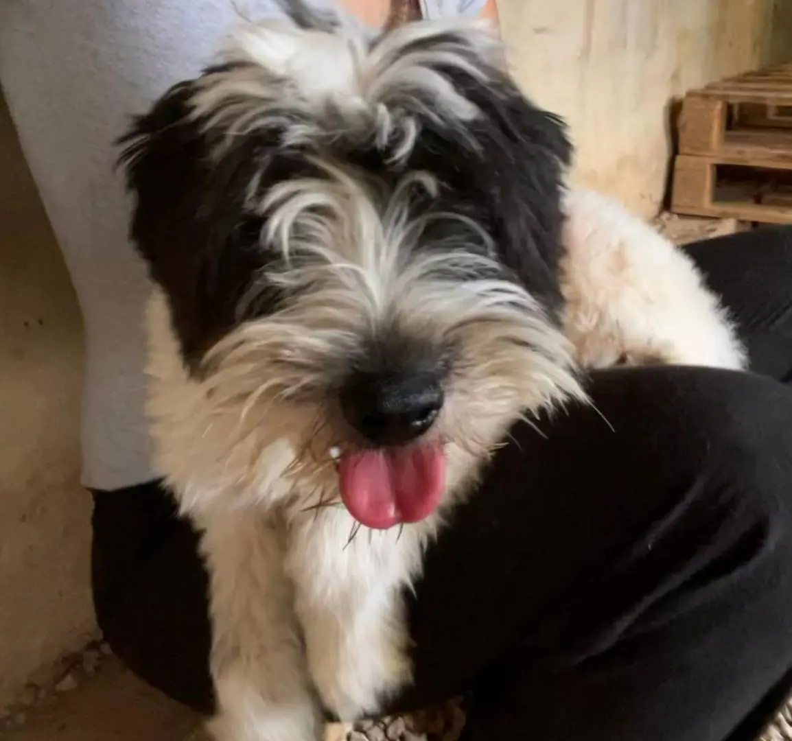 Adotta un cane, maschio, 4 anni, Milano