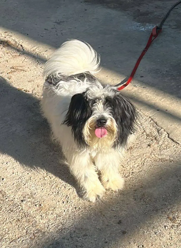 Adozione cane, maschio, Barbone, 4 anni, taglia piccola, Milano