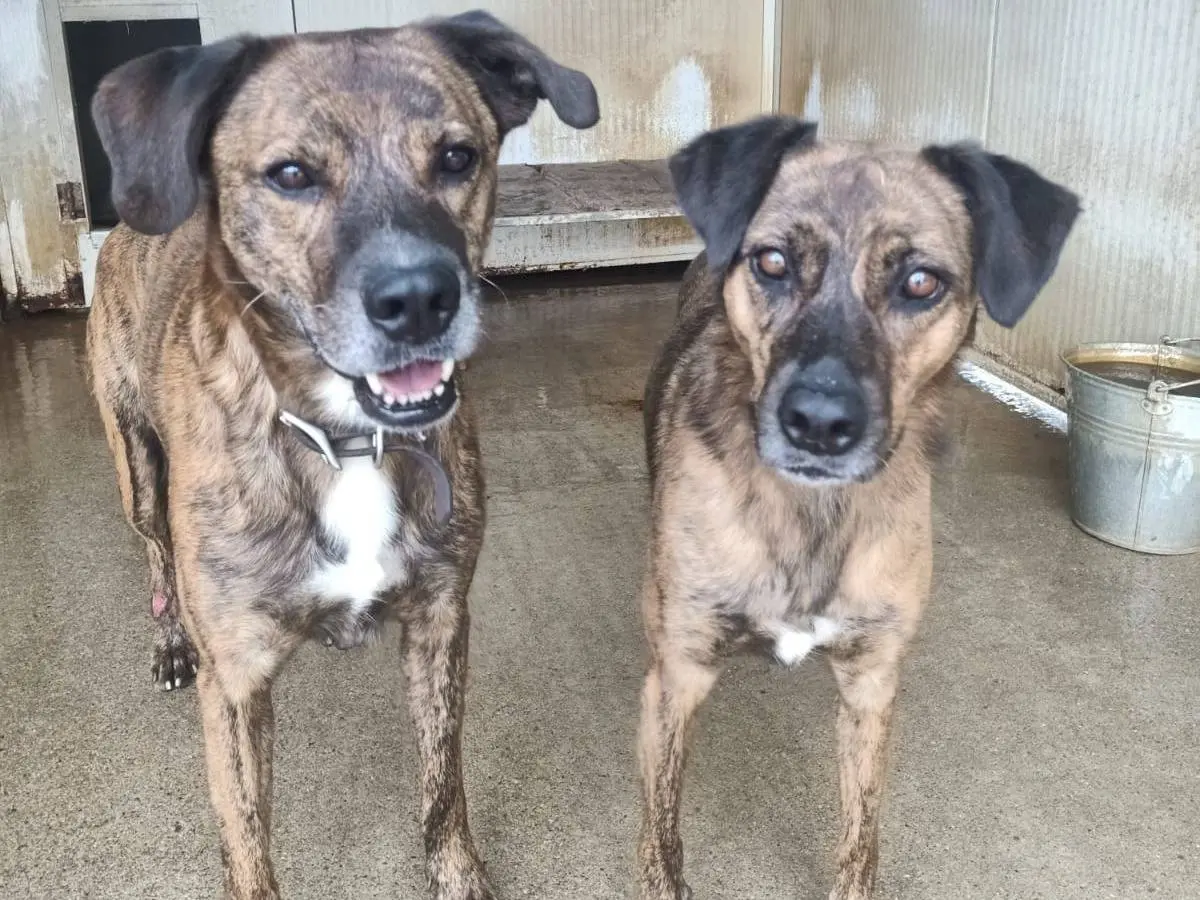 Adotta un cane, maschio, 10 anni e 2 mesi, Pisa