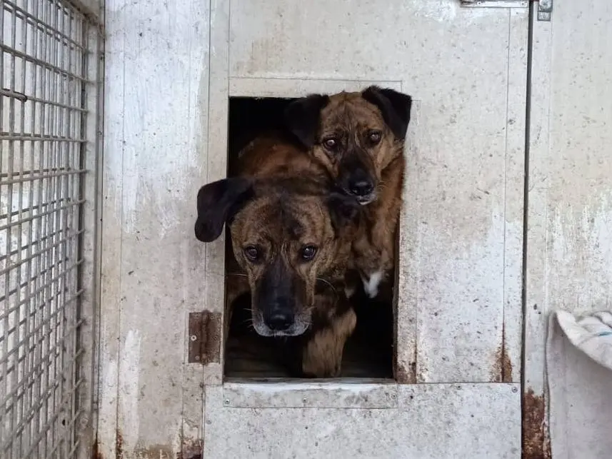 Adotta un cane, taglia media, maschio, Pisa
