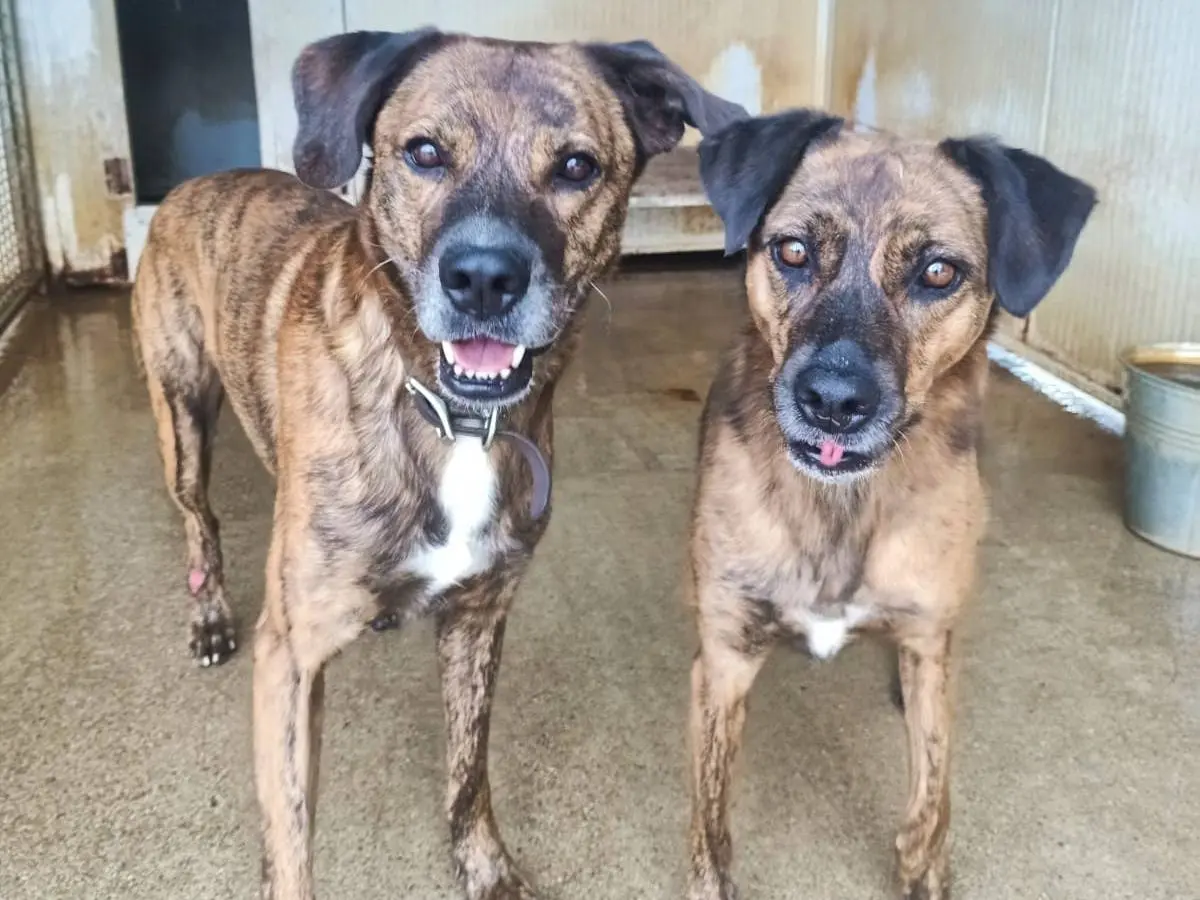 Adozione cane, maschio, Razza sconosciuta Razza sconosciuta, 10 anni e 2 mesi, taglia media, Pisa