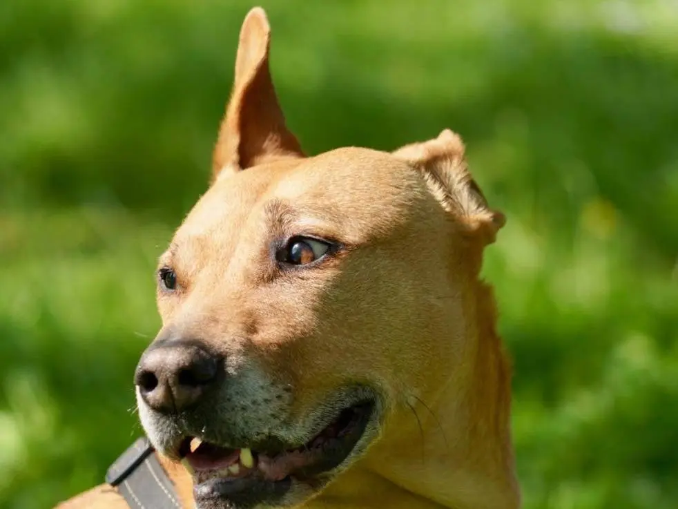 Adotta un cane, taglia media, femmina, Bergamo