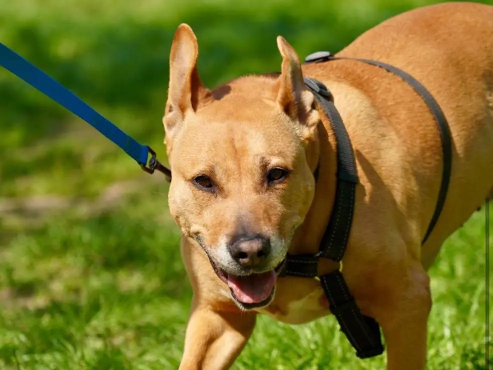 Adotta un cane, femmina, 12 anni e 7 mesi, Bergamo