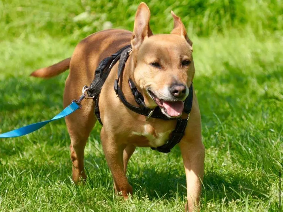 Adozione cane, femmina, Razza sconosciuta Razza sconosciuta, 12 anni e 7 mesi, taglia media, Bergamo