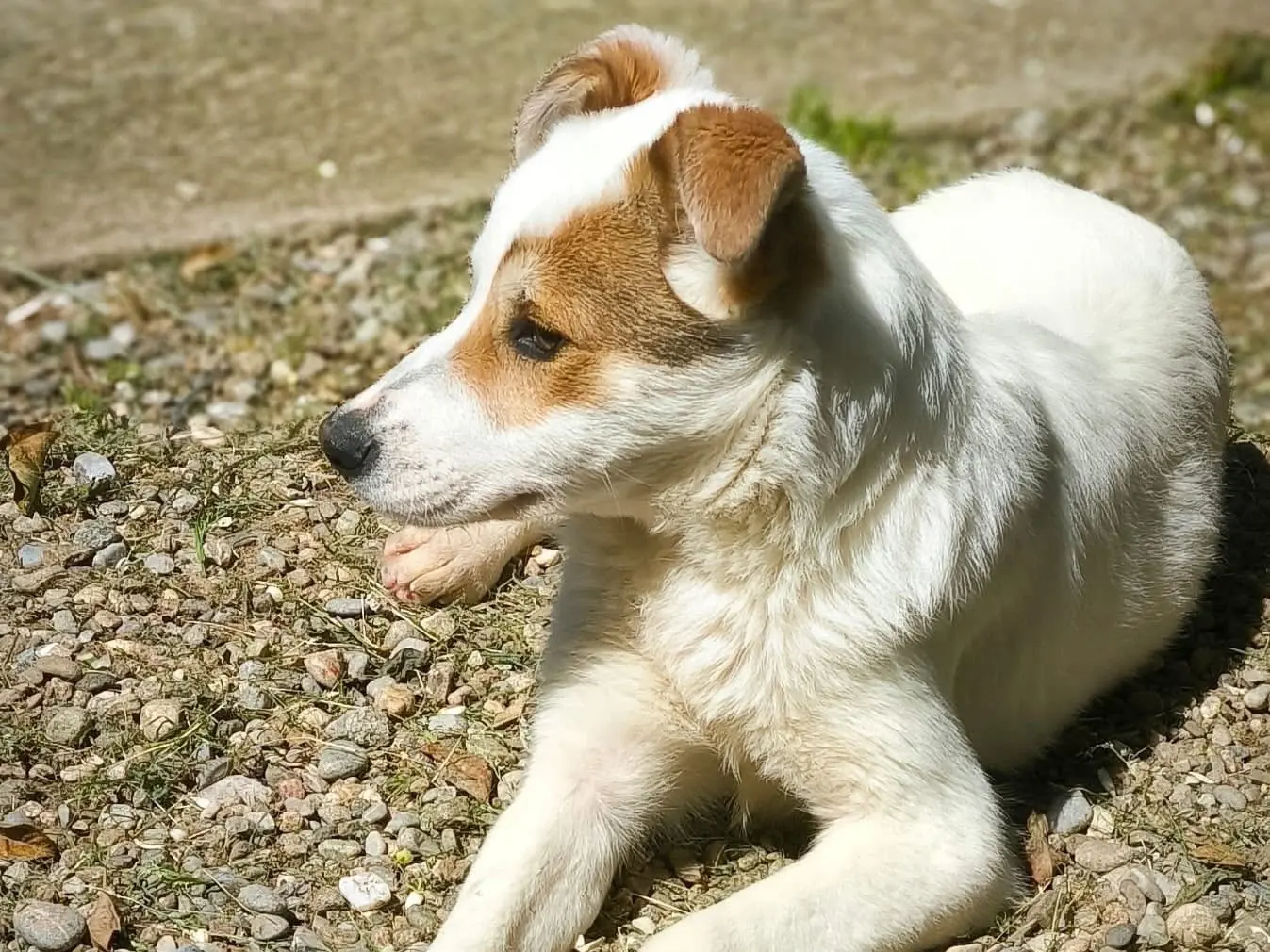 Adotta un cane, femmina, 1 anno e 10 mesi, Catania