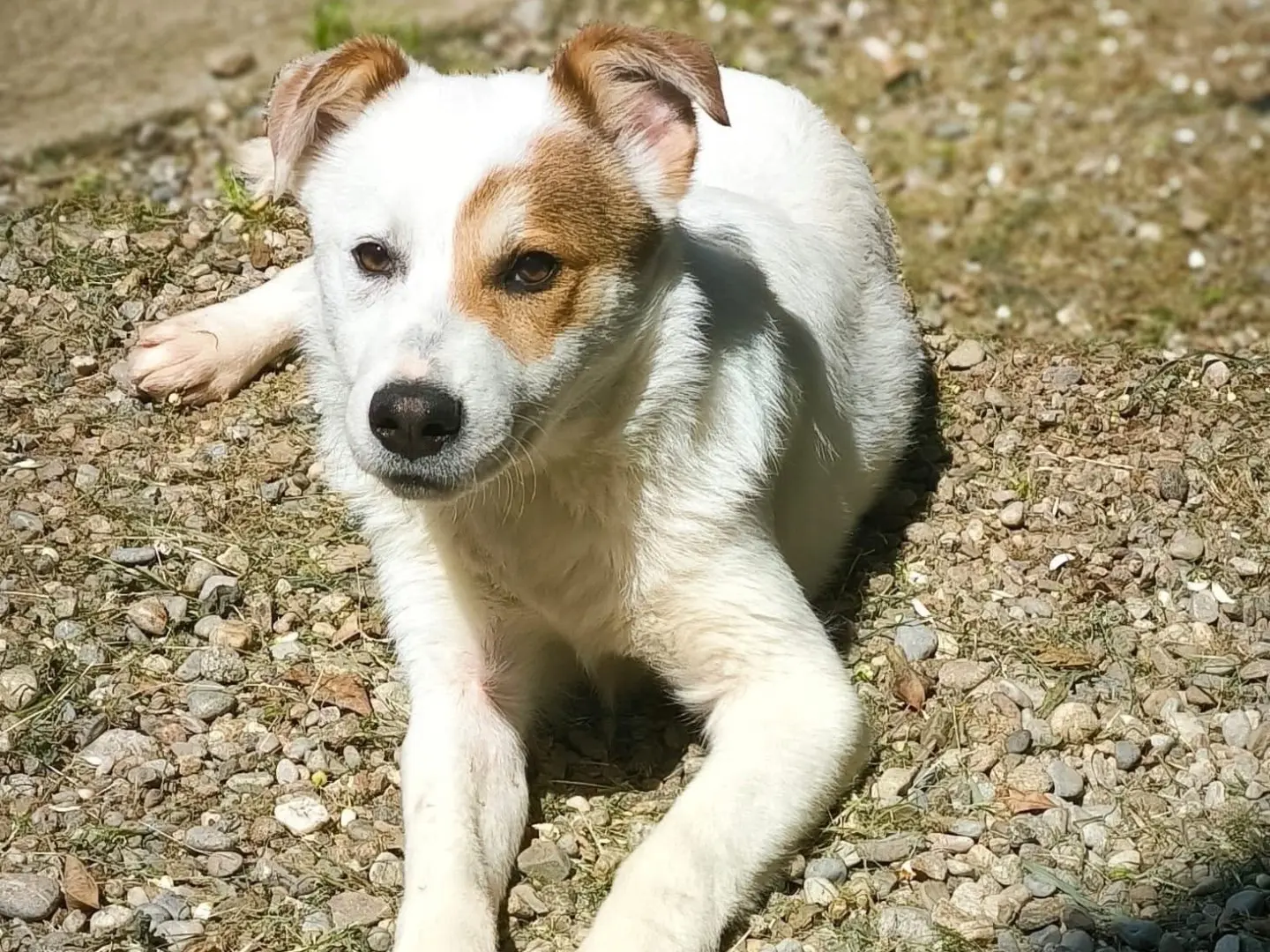 Adozione cane, femmina, Border Collie Razza sconosciuta, 1 anno e 10 mesi, taglia media, Catania