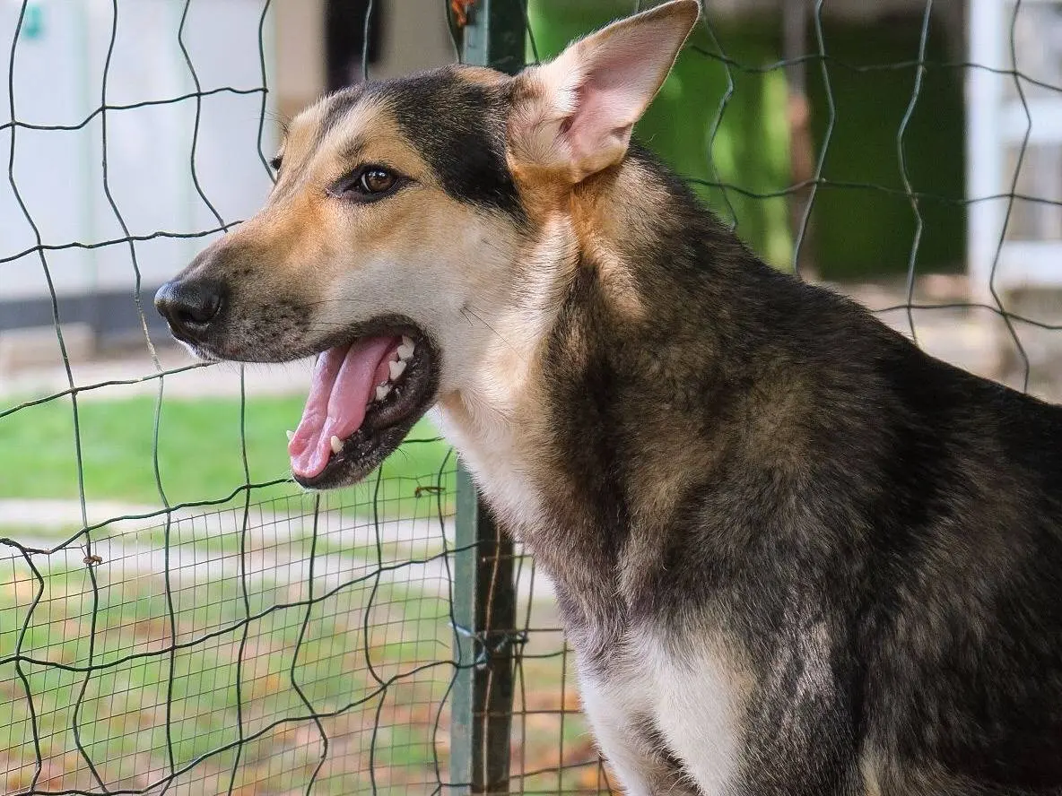 Adotta il cane Nala a Torino
