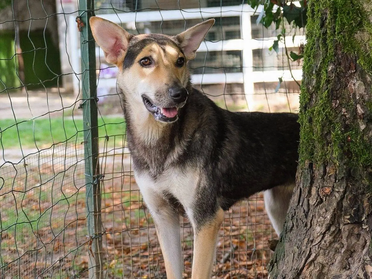 Adozione cane, femmina, Pastore tedesco Razza sconosciuta, 1 anno e 10 mesi, taglia media, Torino
