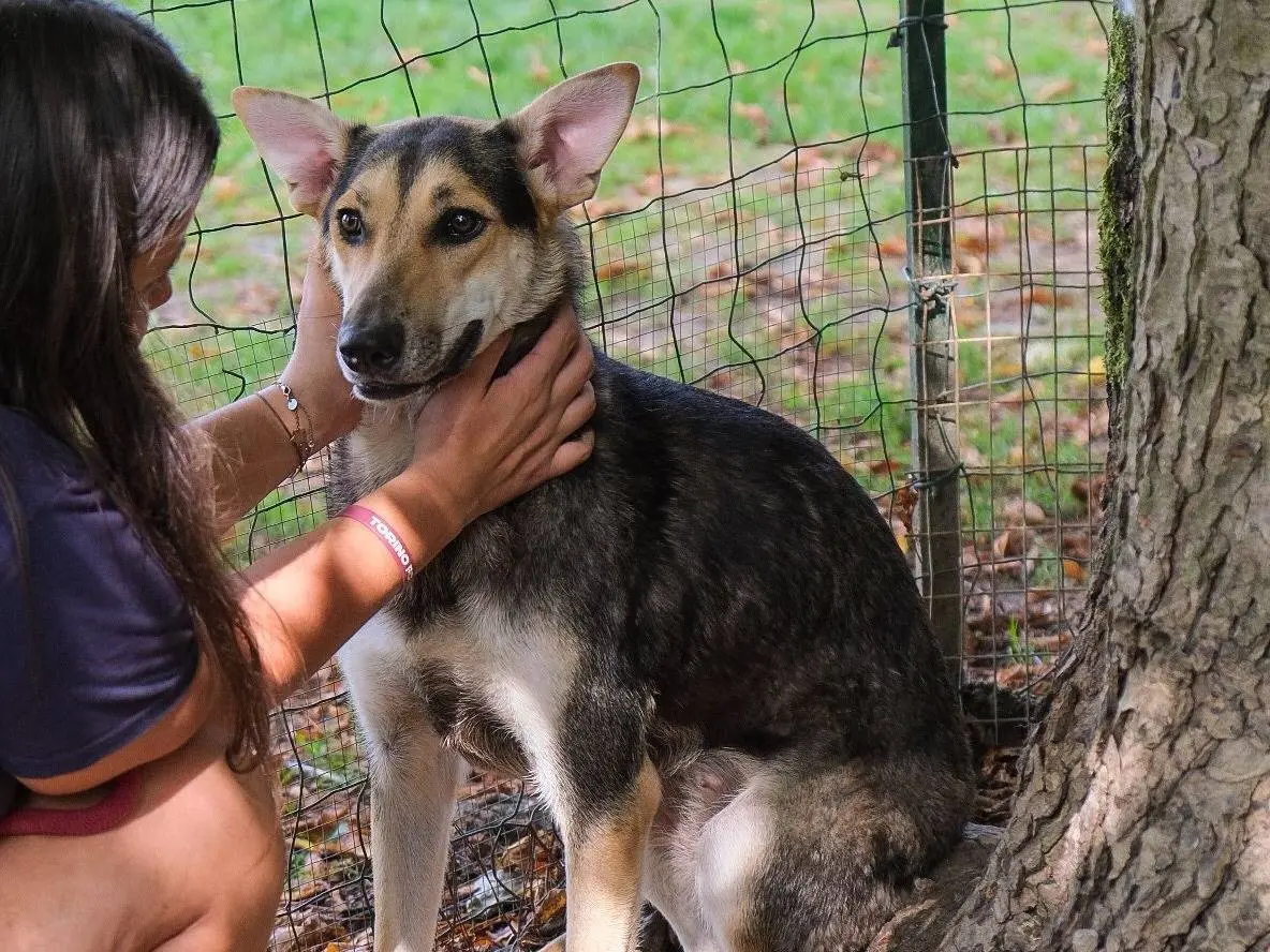 Adotta un cane, taglia media, femmina, Torino