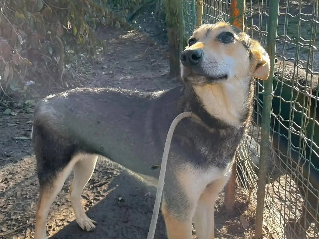 Adotta un cane, femmina, 1 anno e 10 mesi, Torino