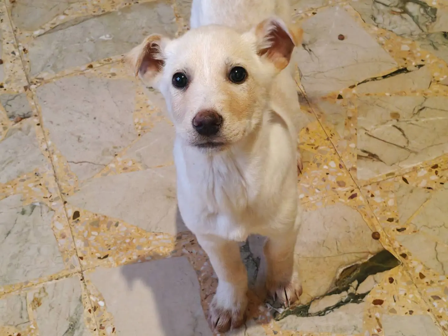 Adotta un cane, taglia piccola, femmina, Trapani