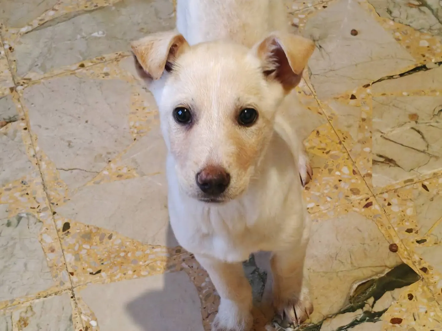 Adozione cane, femmina, Razza sconosciuta Razza sconosciuta, 10 mesi, taglia piccola, Trapani