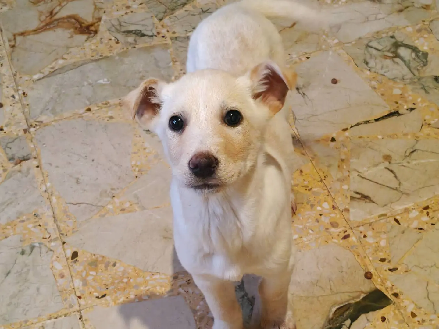 Adotta un cane, femmina, 10 mesi, Trapani