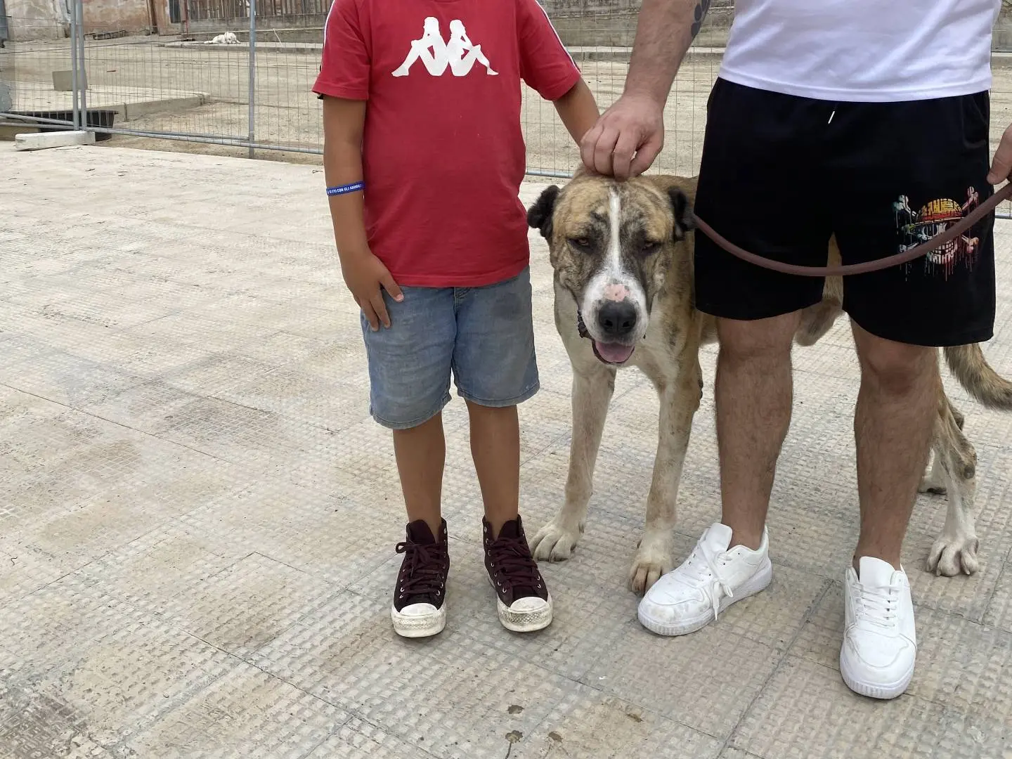 Adotta un cane, taglia gigante, maschio, Bari