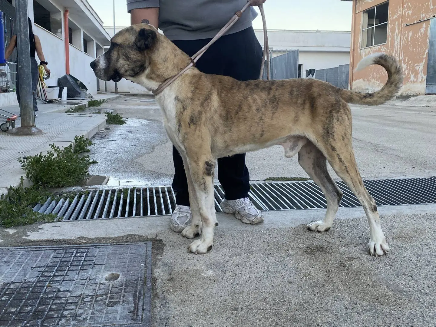 Adotta il cane Cesare a Bari