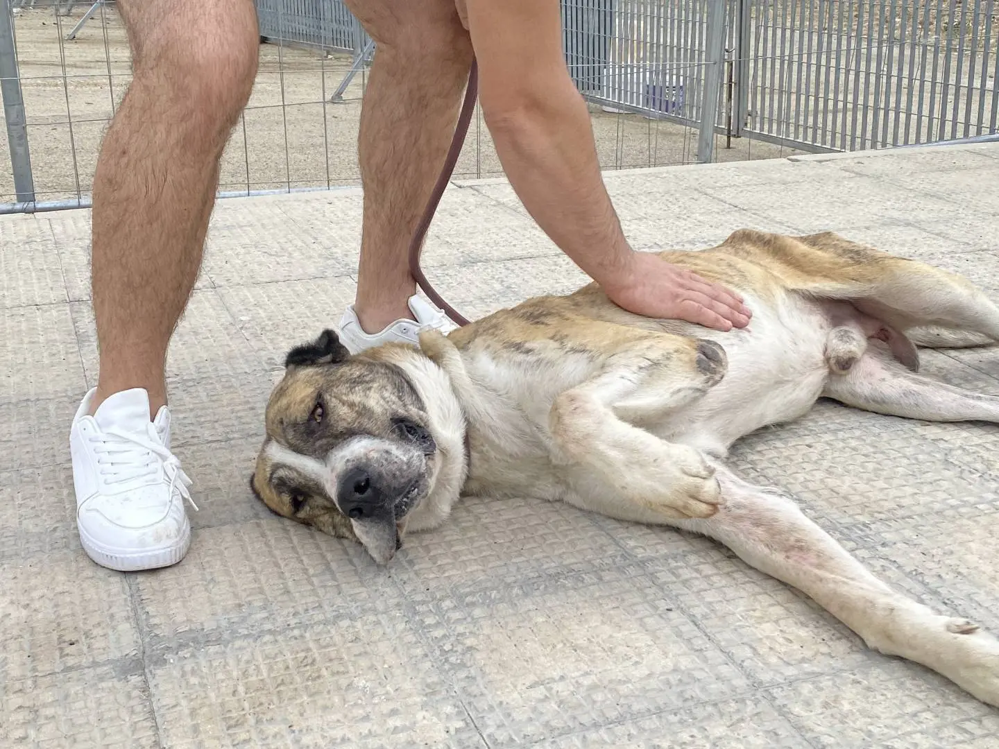 Vuoi adottare un cane a Bari?