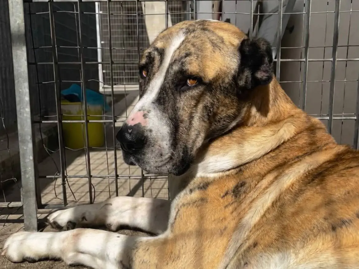 Adotta un cane, maschio, 3 anni e 2 mesi, Bari