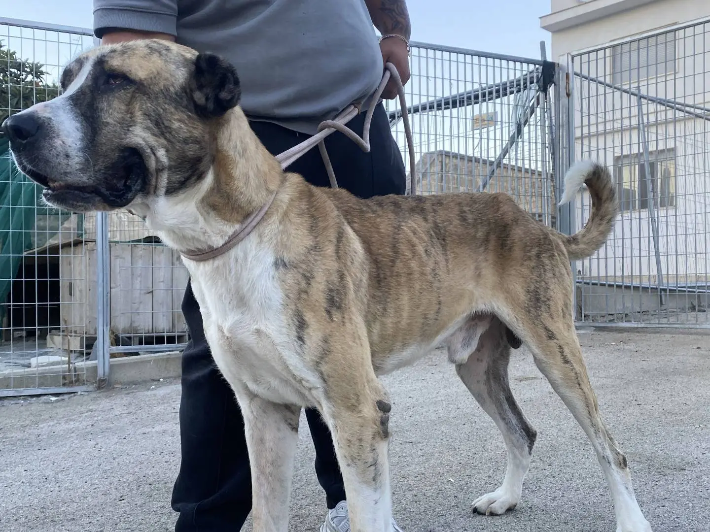 Adozione cane, maschio, Razza sconosciuta Razza sconosciuta, 3 anni e 2 mesi, taglia gigante, Bari