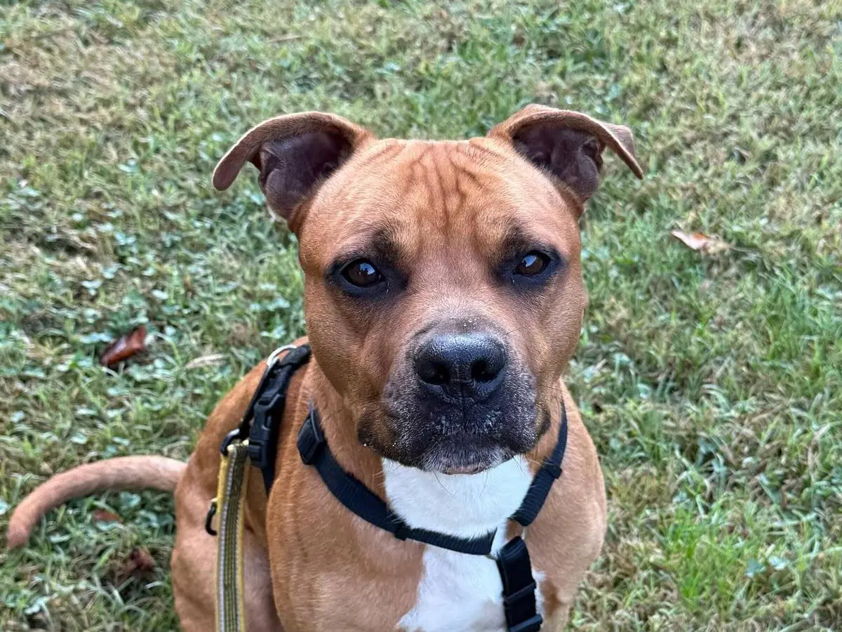 Adozione cane, maschio, Amstaff Razza sconosciuta, 5 anni e 5 mesi, taglia grande, Bologna