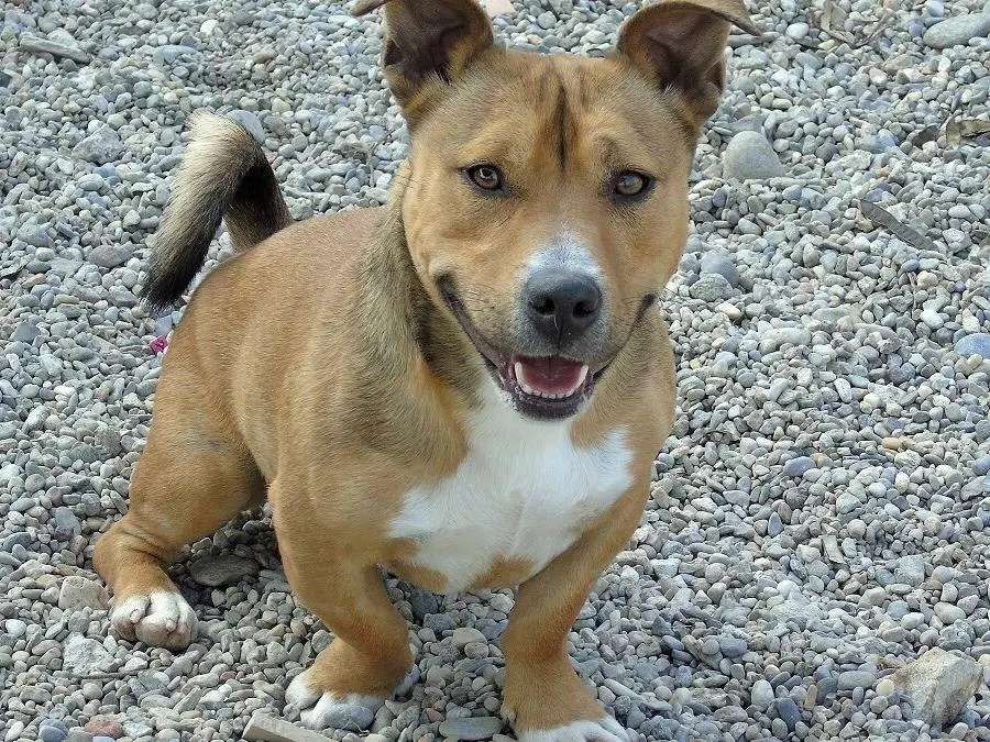 Adotta un cane, maschio, 4 anni e 10 mesi, Lodi