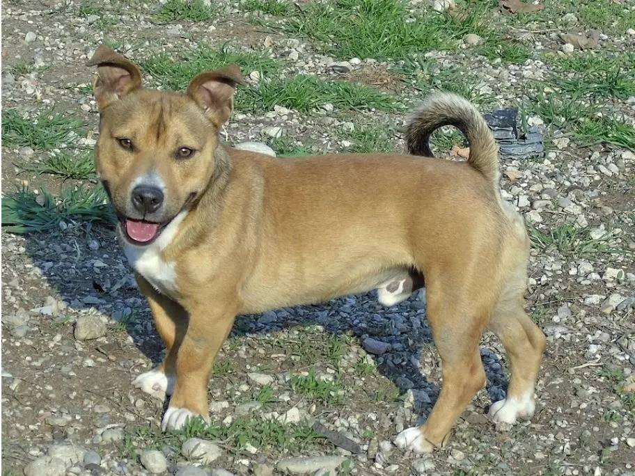 Adozione cane, maschio, Razza sconosciuta Razza sconosciuta, 4 anni e 10 mesi, taglia media contenuta, Lodi
