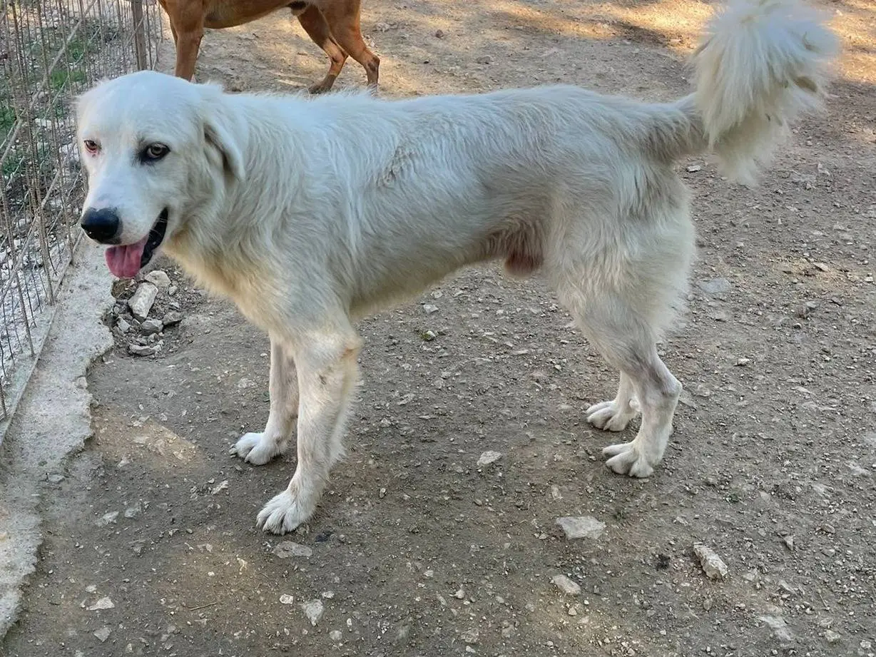 Vuoi adottare un cane a Frosinone?
