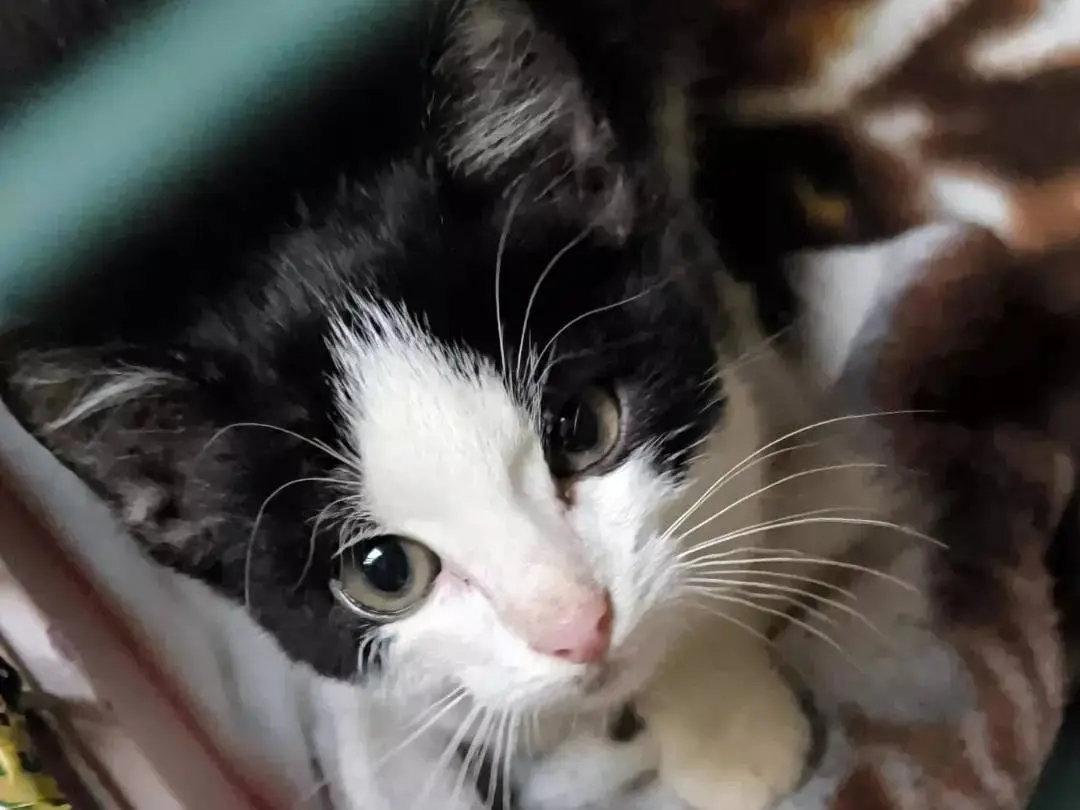 Adozione gatto, maschio, Razza sconosciuta Razza sconosciuta, 1 anno e 2 mesi, taglia non valida, Parma