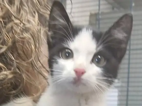 Adotta un gatto, maschio, 1 anno e 2 mesi, Parma