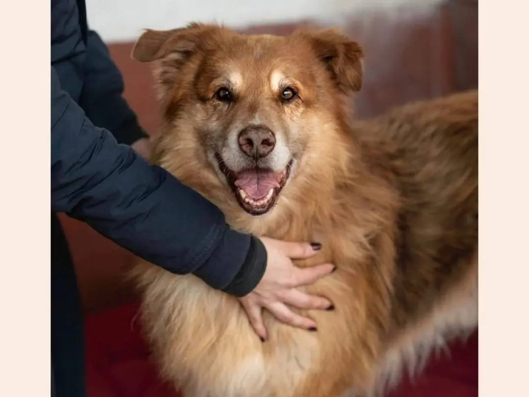 Adozione cane, maschio, meticcio, 11 anni e 1 mese, taglia grande, Milano