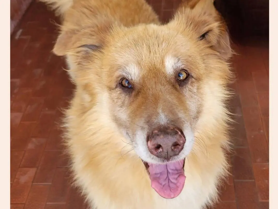 Adotta il cane Elon a Milano