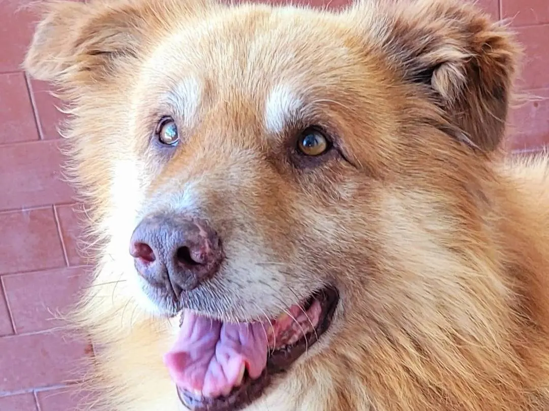 Adotta un cane, maschio, 11 anni e 1 mese, Milano