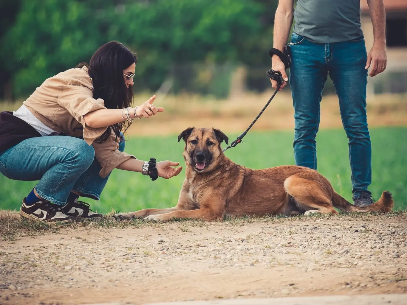 Vuoi adottare un cane a Pavia?
