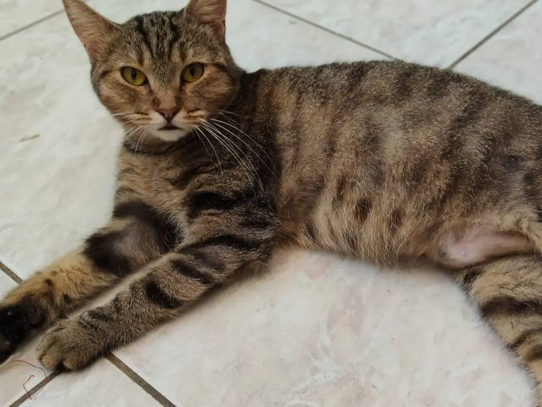 Adozione gatto, femmina, Razza sconosciuta Razza sconosciuta, 2 anni, taglia non valida, Milano