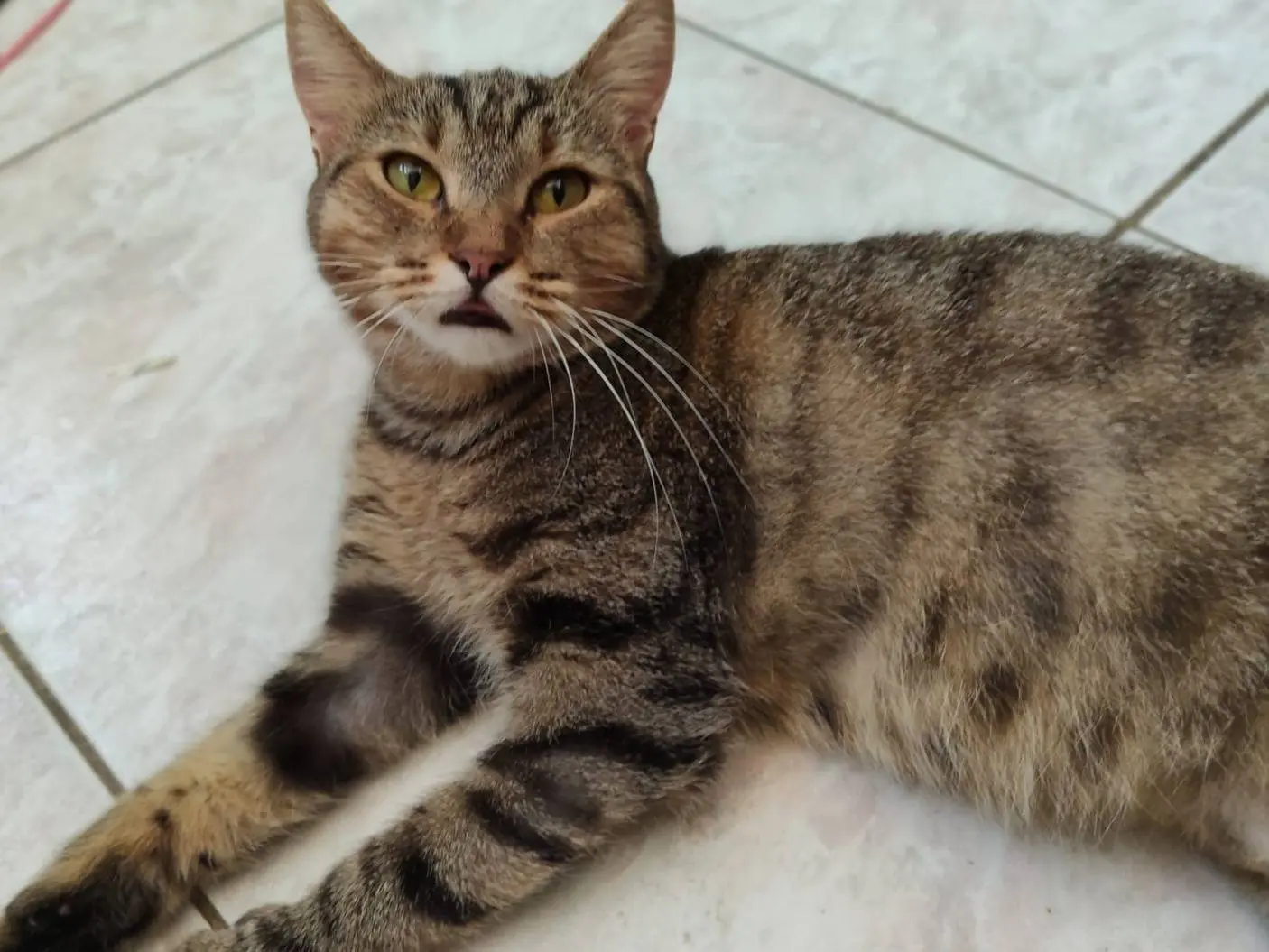 Adotta un gatto, femmina, 2 anni, Milano