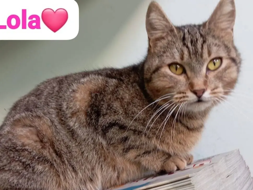 Adotta un gatto, taglia non valida, femmina, Milano