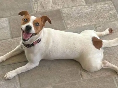 Adotta un cane, femmina, 8 anni e 4 mesi, Pescara