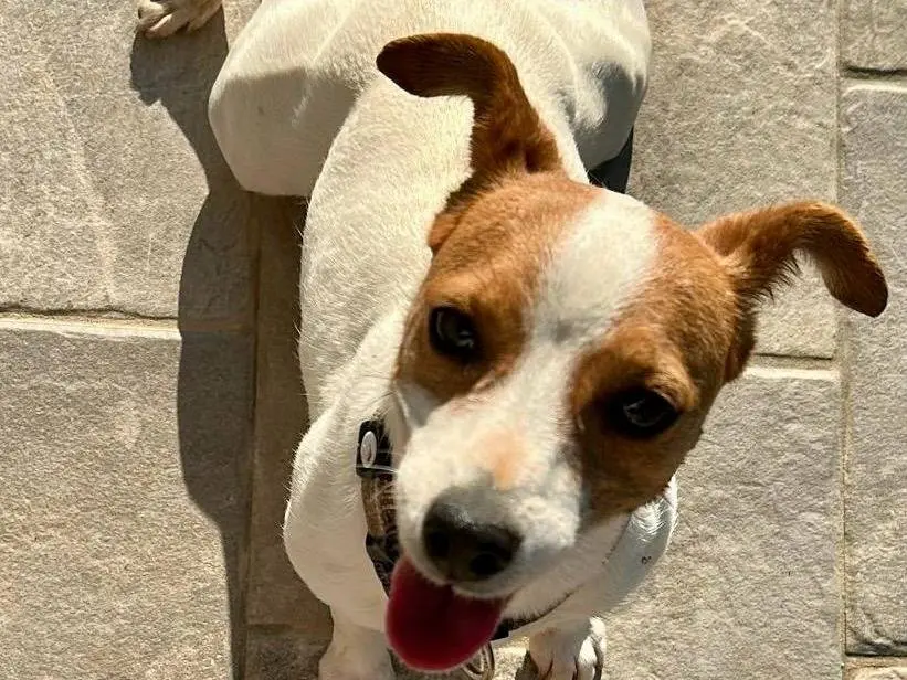 Adozione cane, femmina, Jack Russell Terrier Razza sconosciuta, 8 anni e 4 mesi, taglia piccola, Pescara