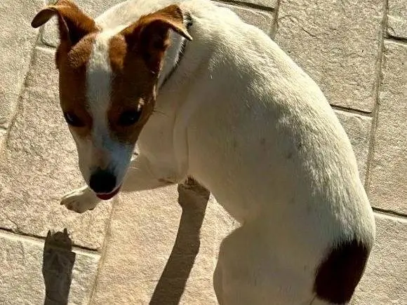 Adotta un cane, taglia piccola, femmina, Pescara