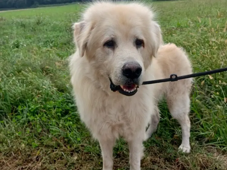 Adozione cane, maschio, Pastore maremmano Razza sconosciuta, 8 anni e 4 mesi, taglia gigante, Milano