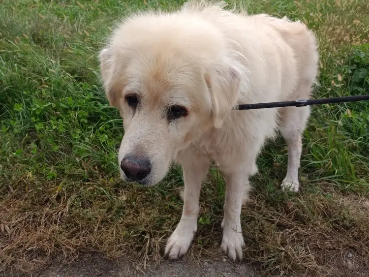 Adotta un cane, maschio, 8 anni e 4 mesi, Milano