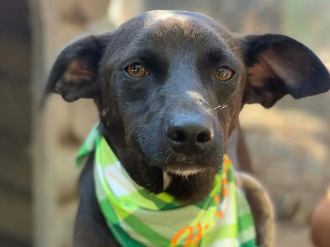 Adotta un cane, maschio, 4 anni e 3 mesi, Latina