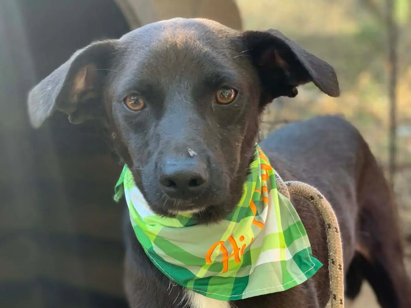 Adozione cane, maschio, Razza sconosciuta Razza sconosciuta, 4 anni e 3 mesi, taglia media contenuta, Latina