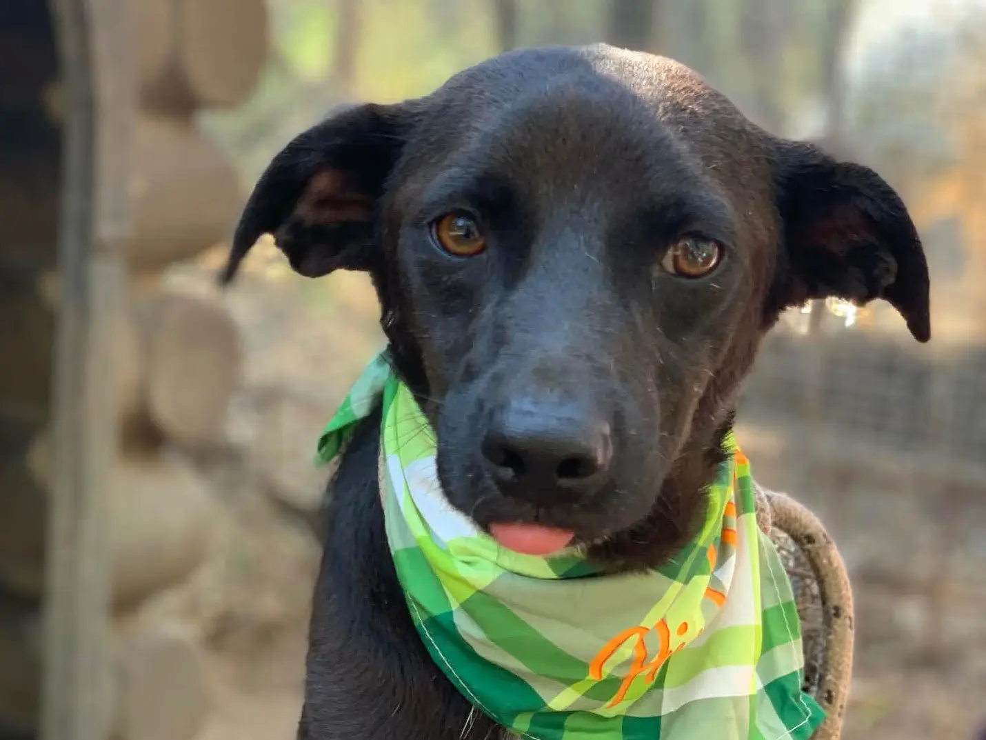 Adotta un cane, taglia media contenuta, maschio, Latina