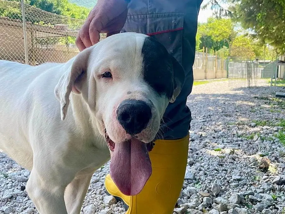 Adotta un cane, maschio, 3 anni e 10 mesi, Salerno
