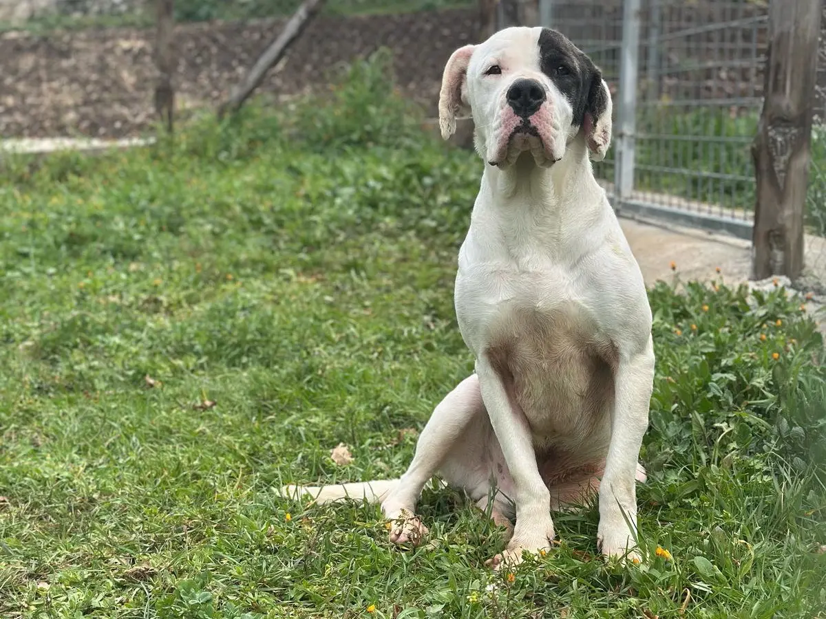 Adozione cane, maschio, Razza sconosciuta Razza sconosciuta, 3 anni e 10 mesi, taglia grande, Salerno